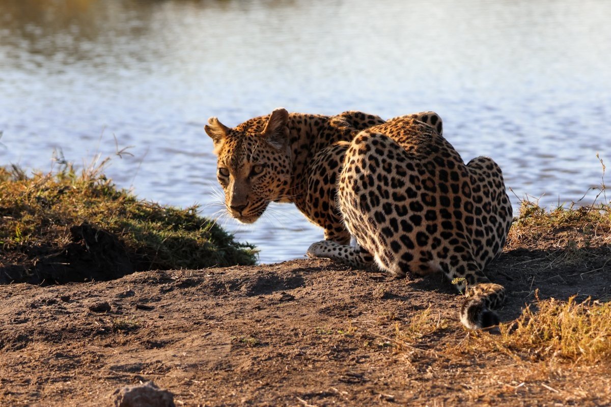 Sabi Sabi Jan Nel Ntsumi Sabi Sabi Jan Nel Ntsumi