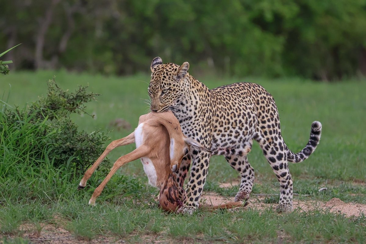 Tengile, a female leopard with her kill. 