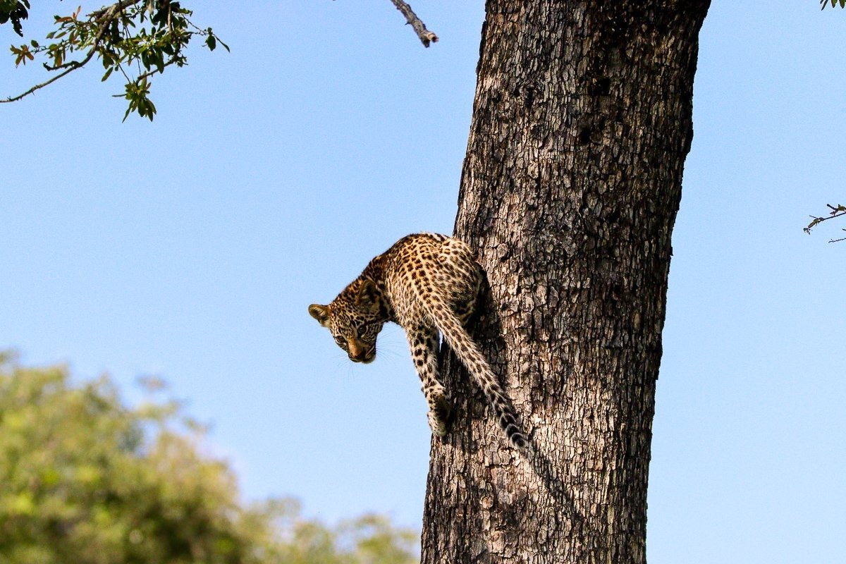 Sabi Sabi Jana Du Plessis Female Leopard In Tree
