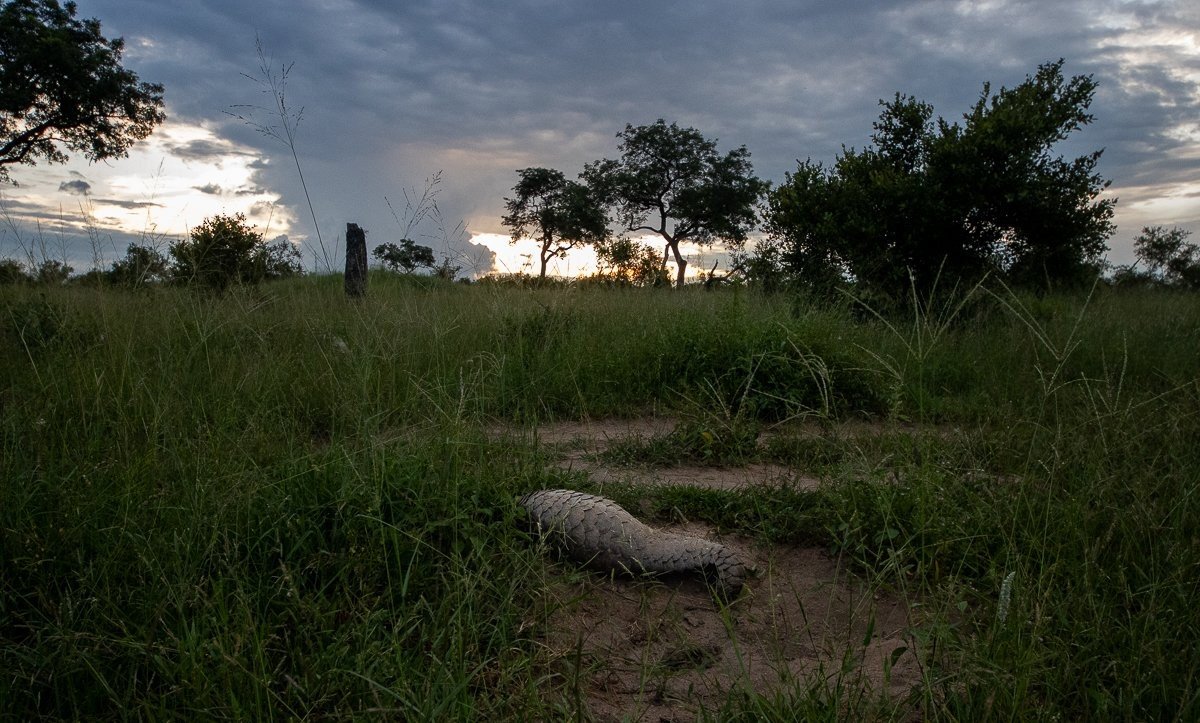 Pangolin low to the ground, near an anthill.