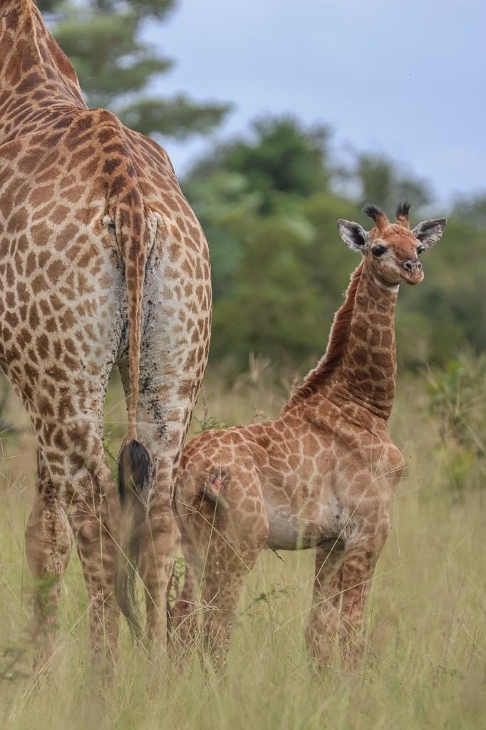 Sabi Sabi Ruan Mey Giraffe And Calf