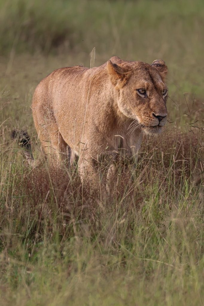 Sabi Sabi Ruan Mey Lionness Stalk Zebras