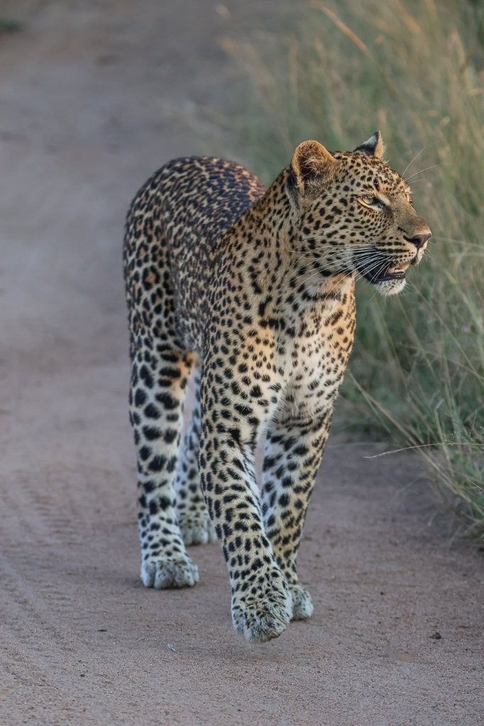 Female leopard Khurula strolling down the road after a satisfying meal