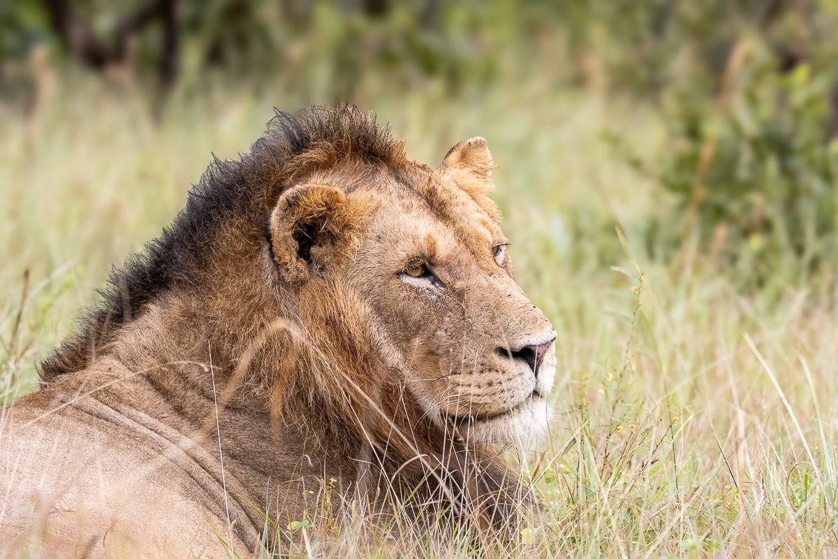 Male lion with dark black mane resting in the grass