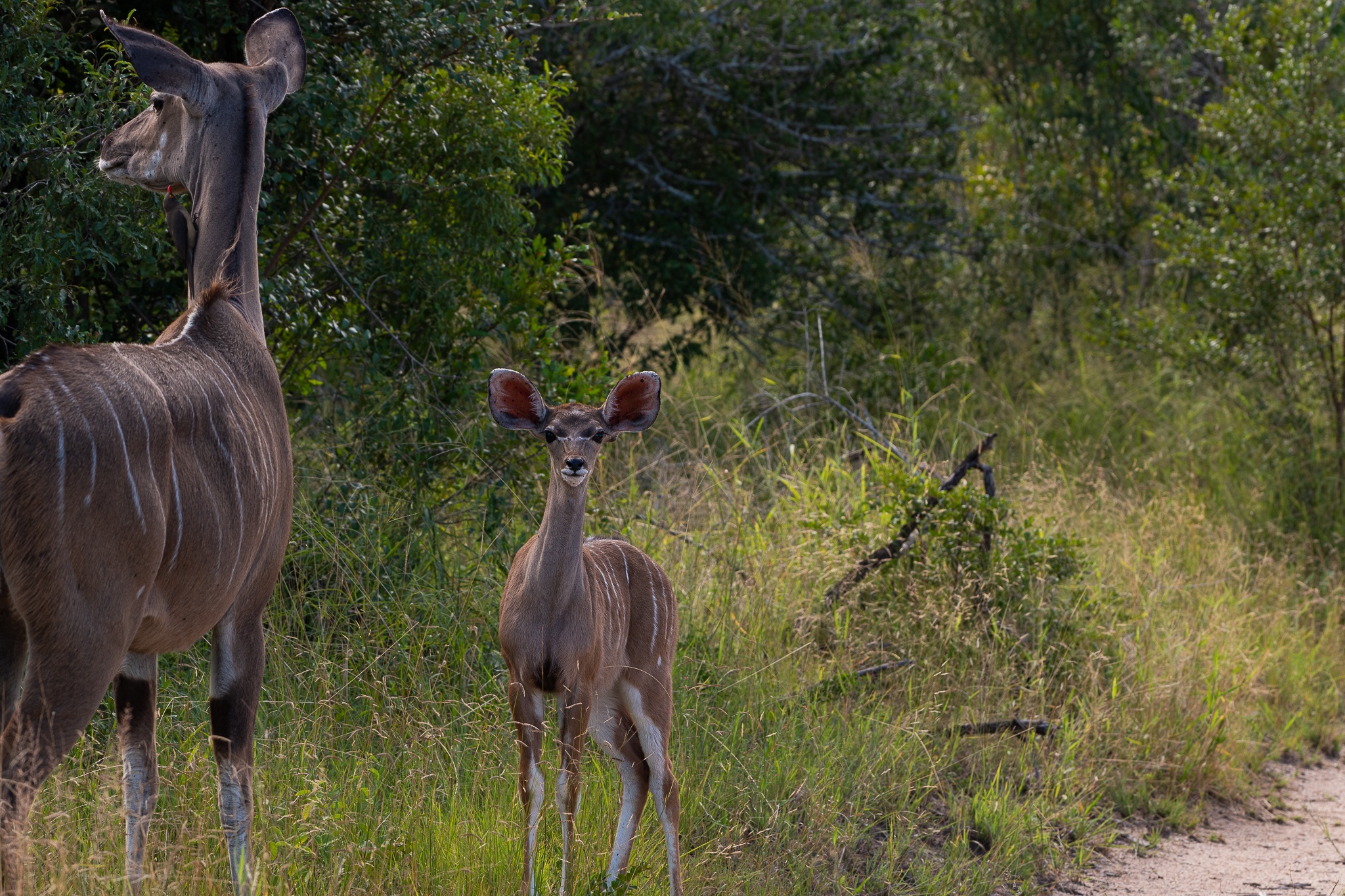 Kudu calf standing close to its mother at the edge of thick bush