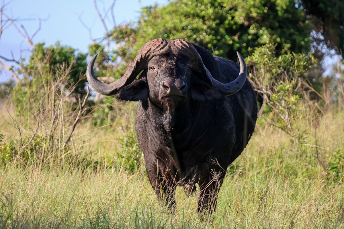 Large Cape buffalo bull standing alert in the bush.