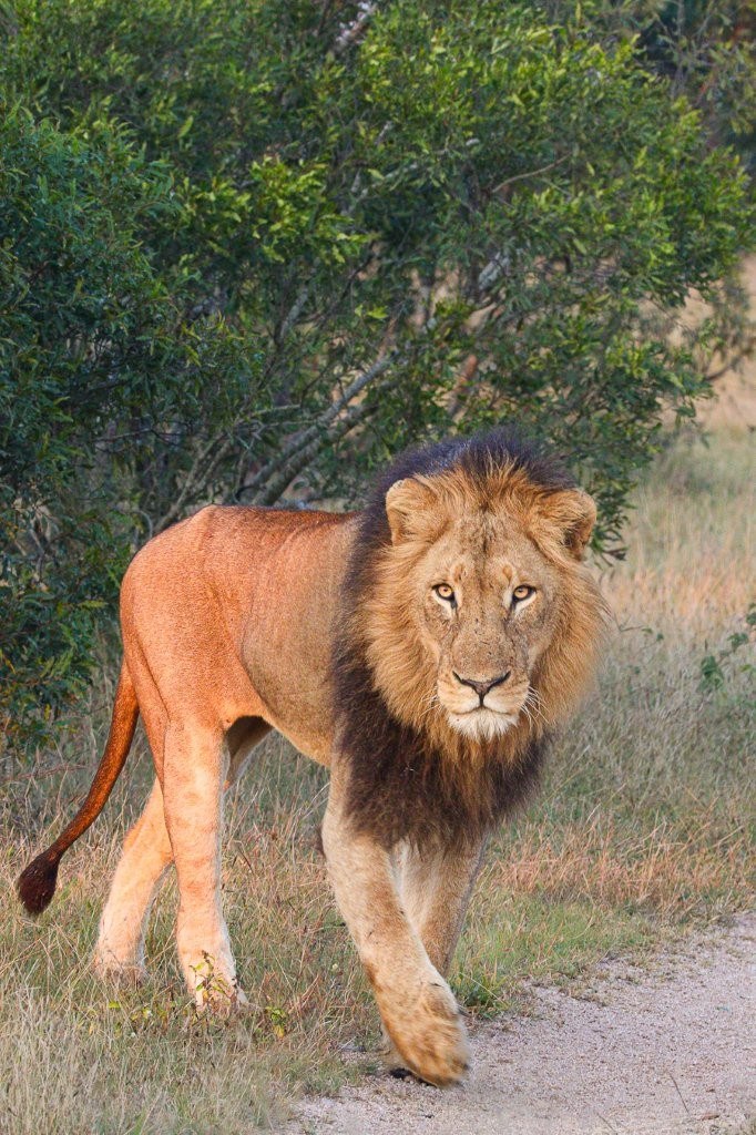 Male lion blocking his brother from approaching a lioness