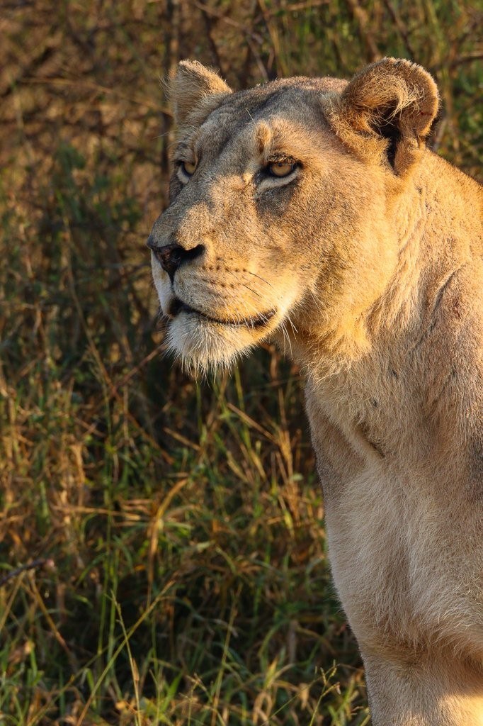 Msuthlu lioness moving through the reserve while contact-calling for her pride.