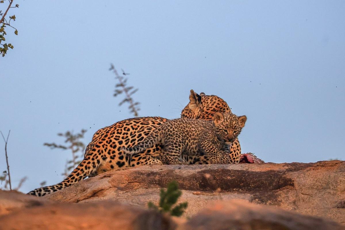 Sabi Sabi Ruan Mey Golonyi Female Leopard Resting Rocky Outcrop