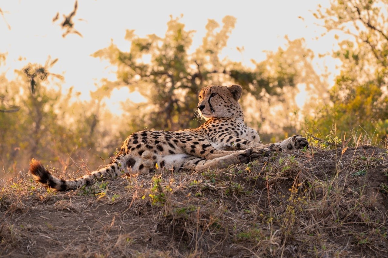 An adult male cheetah resting on a termite mound in the warm afternoon sun at Sabi Sabi.