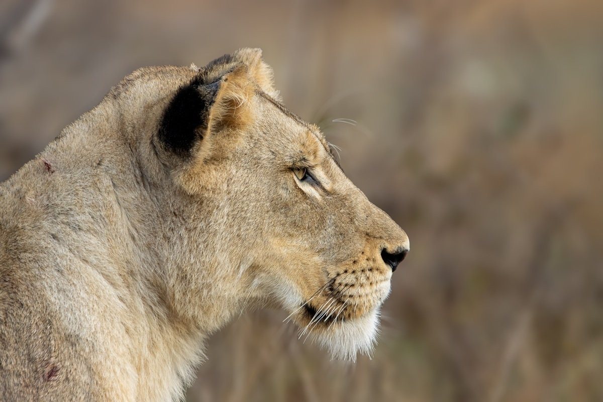 Sabi Sabi Ronald Mutero Msuthlu Pride Lions Moving Through Bushveld Sabi Sabi