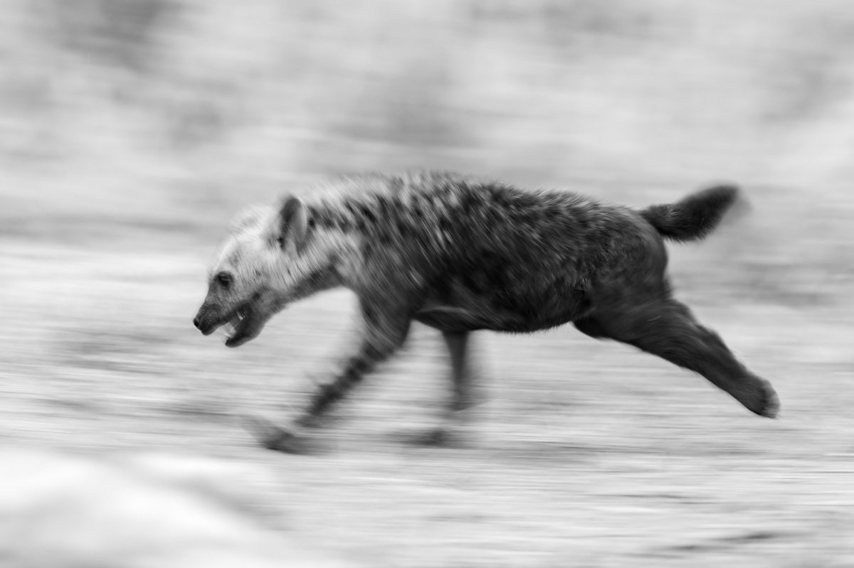 Sabi Sabi Benjamin Loon Spotted Hyena Clan At Den