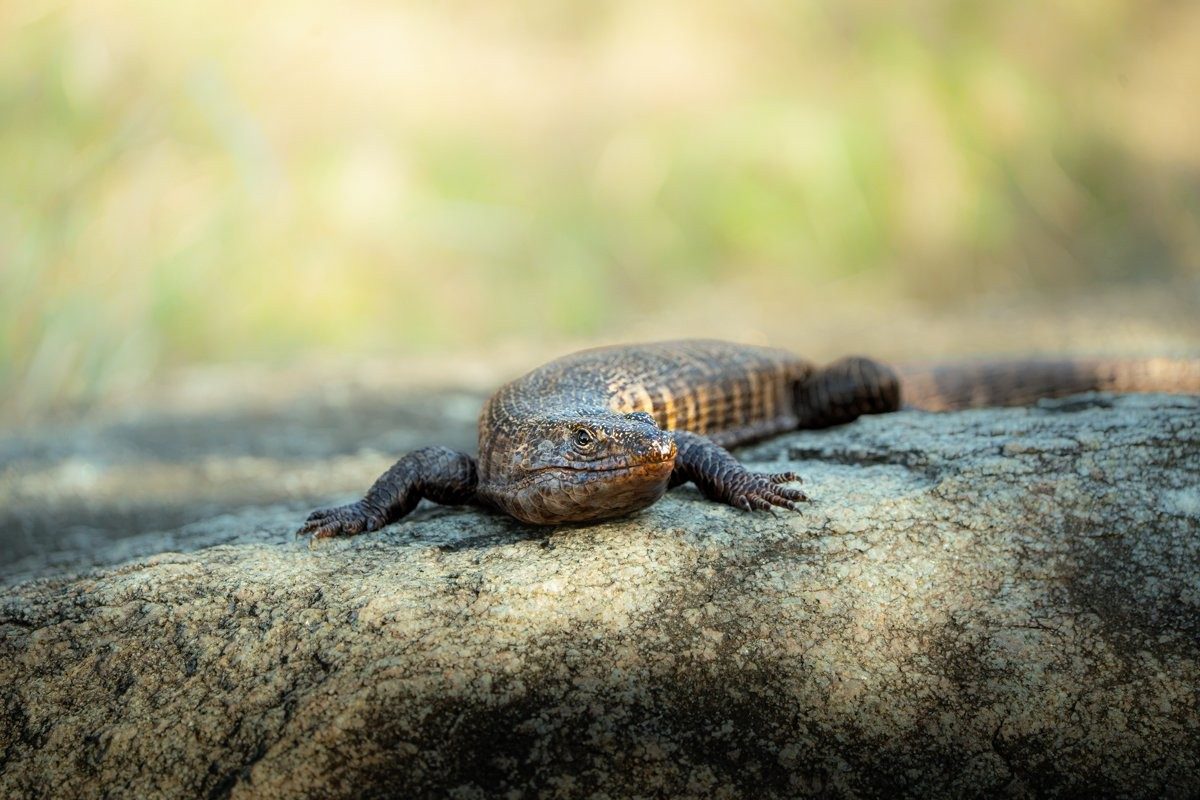 Plated lizard warming itself in the summer sun 