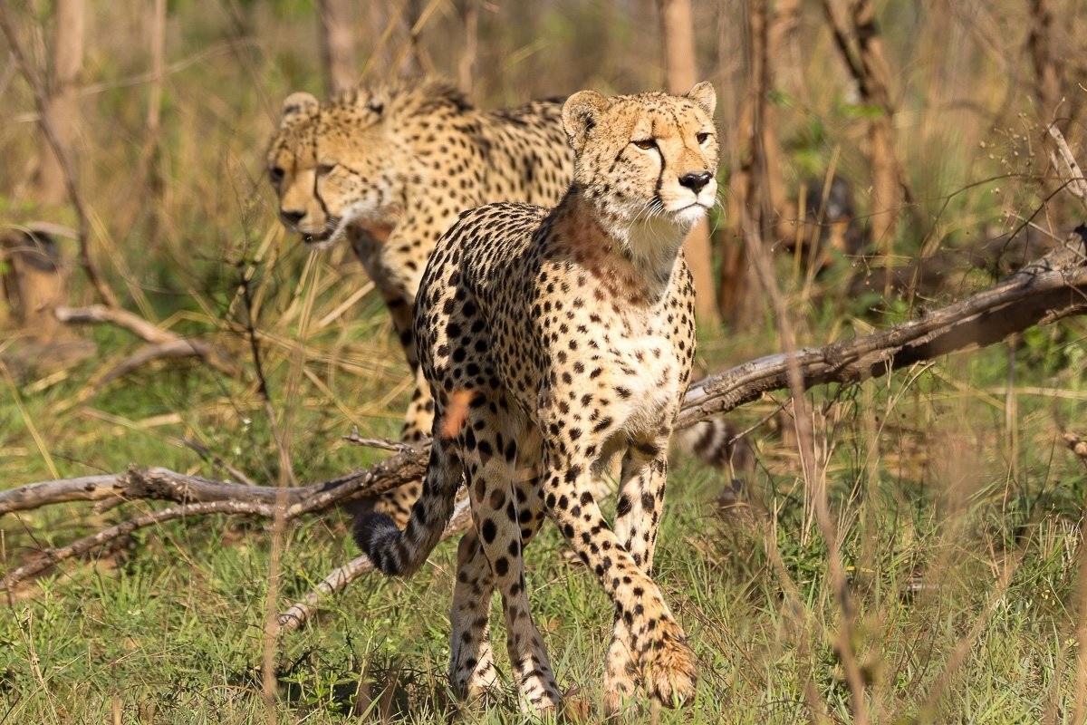 Two young male cheetahs moving together through the bushveld