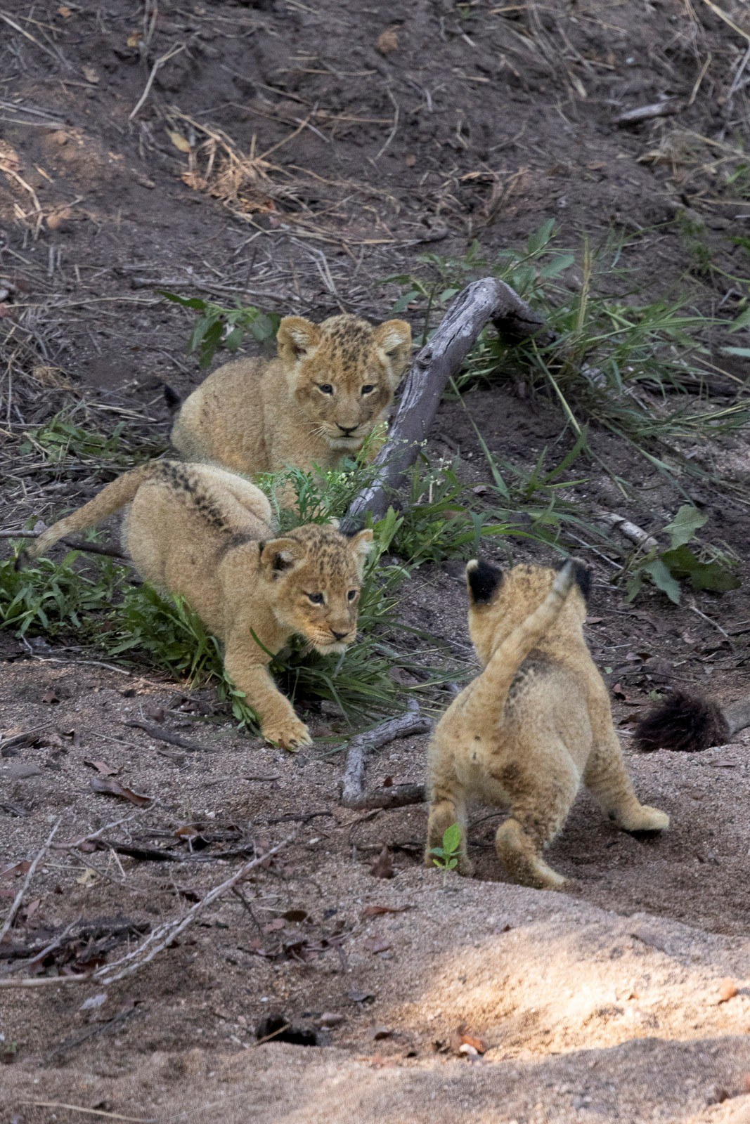 After feeding and leaving their mother to rest, the cubs begin playing and exploring
