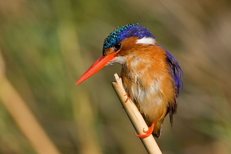 431 Malachite Kingfisher 31378 A Froneman