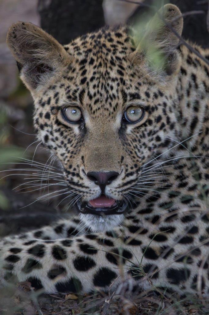 We are immensely blessed and fortunate to be able to view these incredible animals and share a home with them here at Sabi Sabi. We are immensely blessed and fortunate to be able to view these incredible animals and share a home with them here at Sabi Sabi.