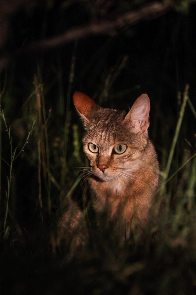 A rare sighting of an elusive African wild cat. A rare sighting of an elusive African wild cat.