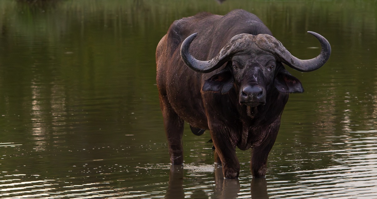 Jason Street Buffalo Jason Street Buffalo