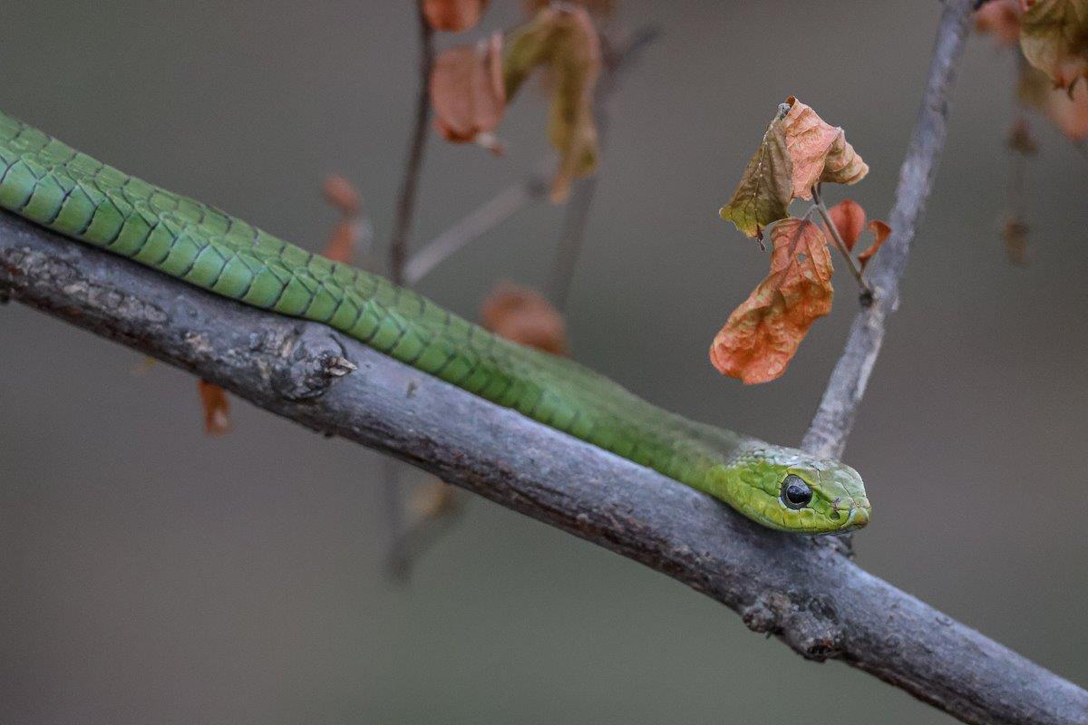 A beautiful green boomslang found in a nearby tree. A beautiful green boomslang found in a nearby tree.
