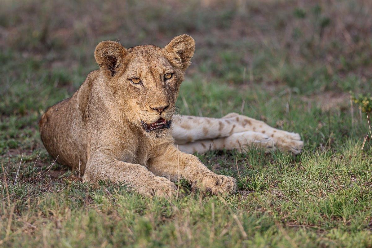 Sabi Sabi Ruan Mey Msuthlu Pride Sabi Sabi Ruan Mey Msuthlu Pride