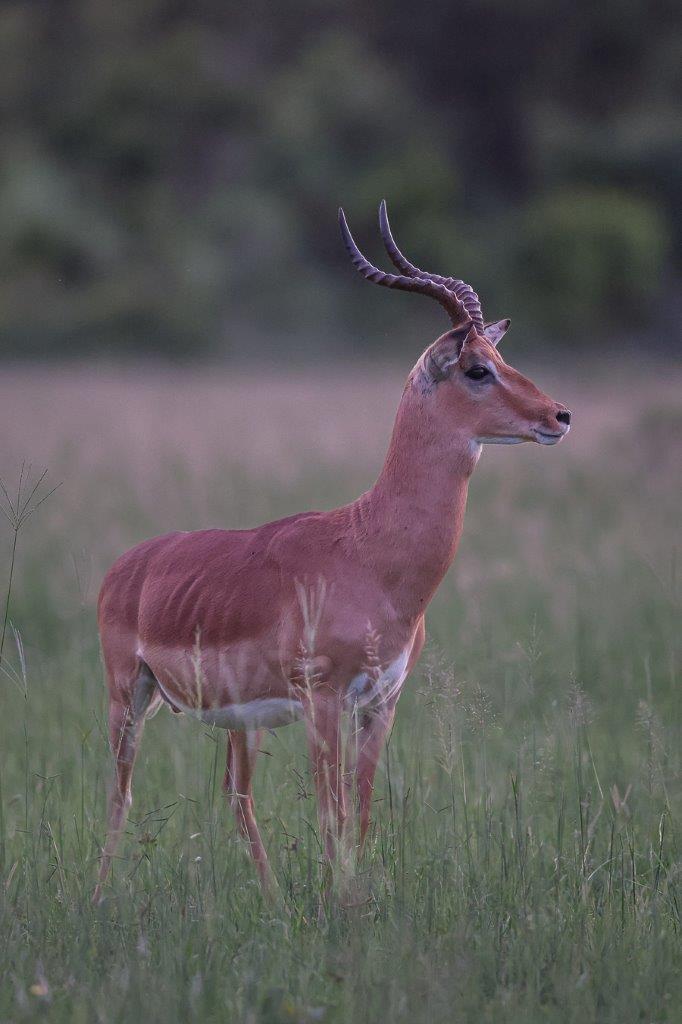 Sabi Sabi Ruan Mey Impala Sabi Sabi Ruan Mey Impala