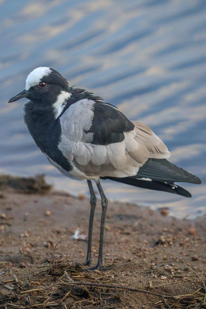 Sabi Sabi Ruan Mey Blacksmith Lapwing Sabi Sabi Ruan Mey Blacksmith Lapwing