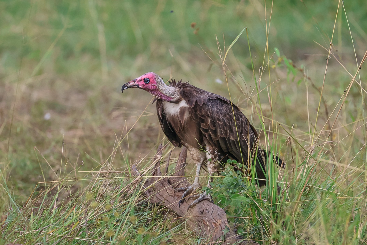 a Lappet-faced vulture. a Lappet-faced vulture.
