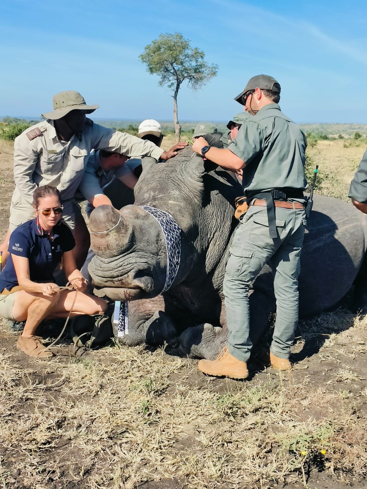 Sabi Sabi May Newsletter Rhinodehorning