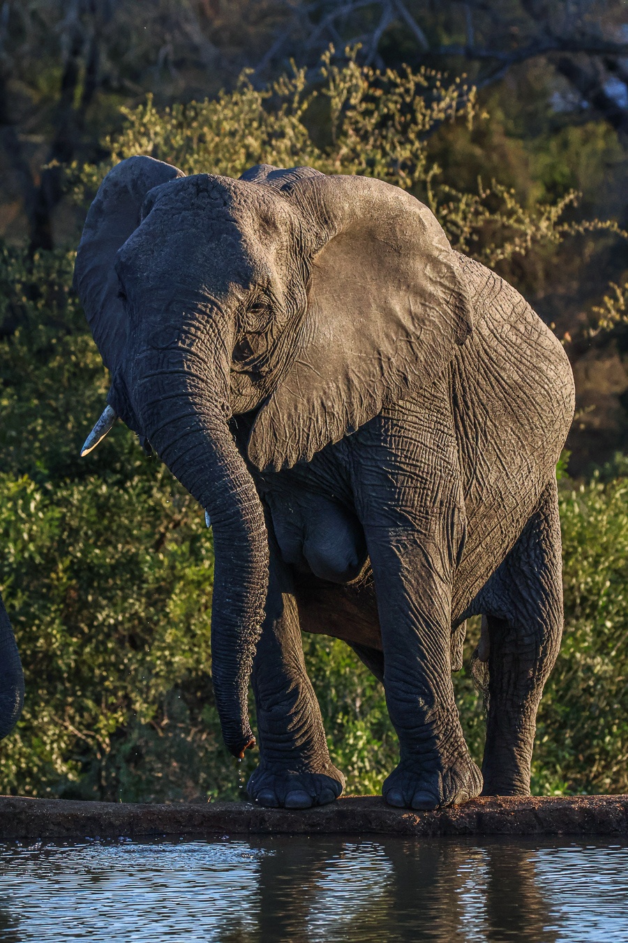 A matriarch at a waterhole. A matriarch at a waterhole.