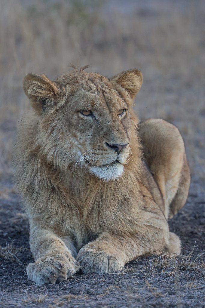Sabi Sabi Ruan Mey Msuthlu Lion Sabi Sabi Ruan Mey Msuthlu Lion