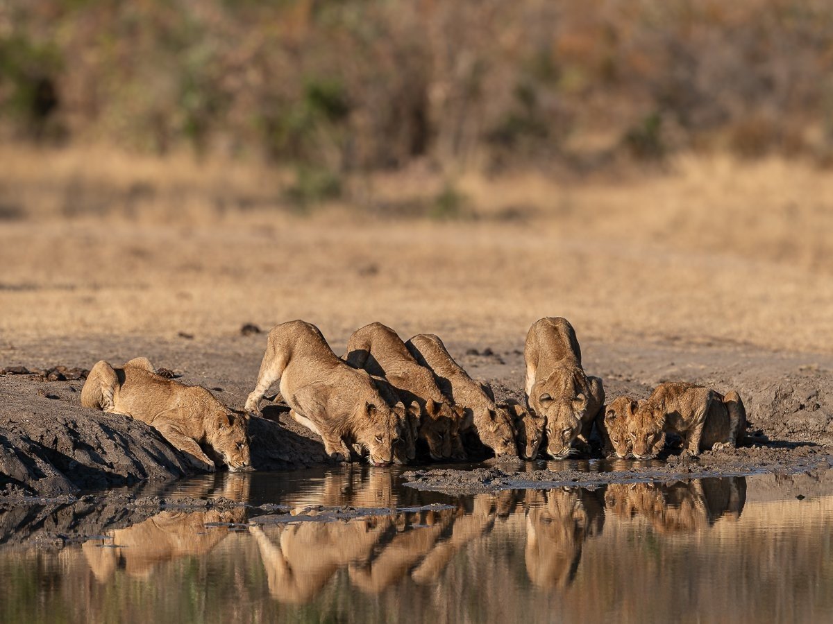 Sabi Sabi Jamiel Malherbe Msuthlu Drinks Sabi Sabi Jamiel Malherbe Msuthlu Drinks
