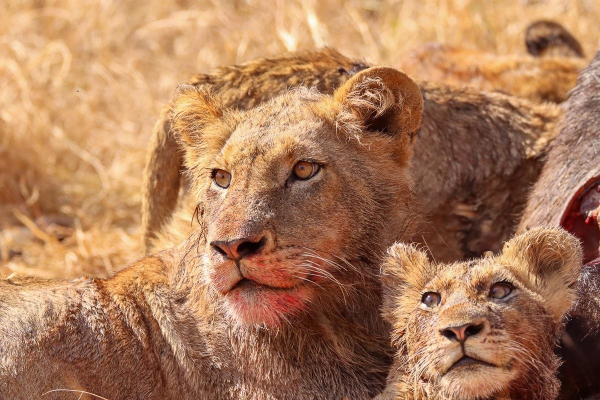 Lioness and cub with full bellies