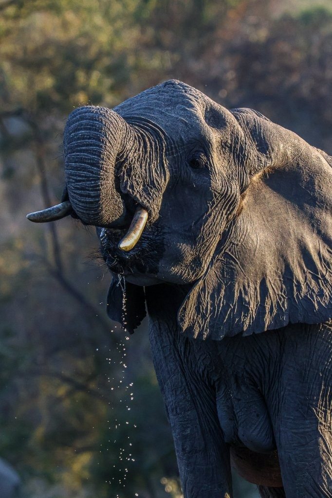 Sabi Sabi Ruan Mey Elephants Drinking Water Sabi Sabi Ruan Mey Elephants Drinking Water