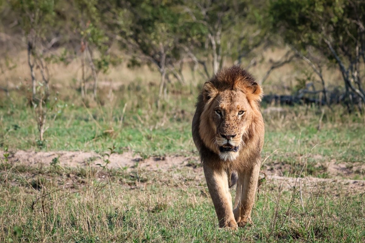 Sabi Sabi Jan Nel Mwaswishaka Walks Sabi Sabi Jan Nel Mwaswishaka Walks
