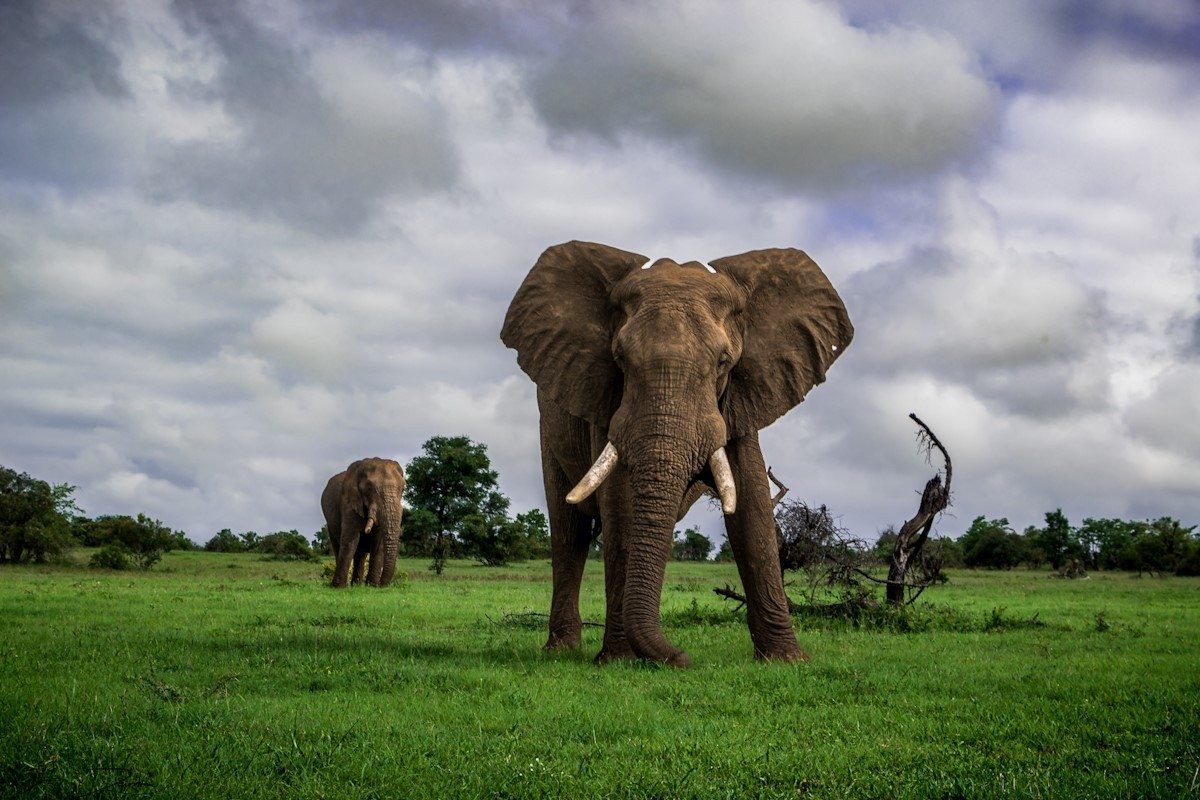 Sabi Sabi Devon Jansen Elephant