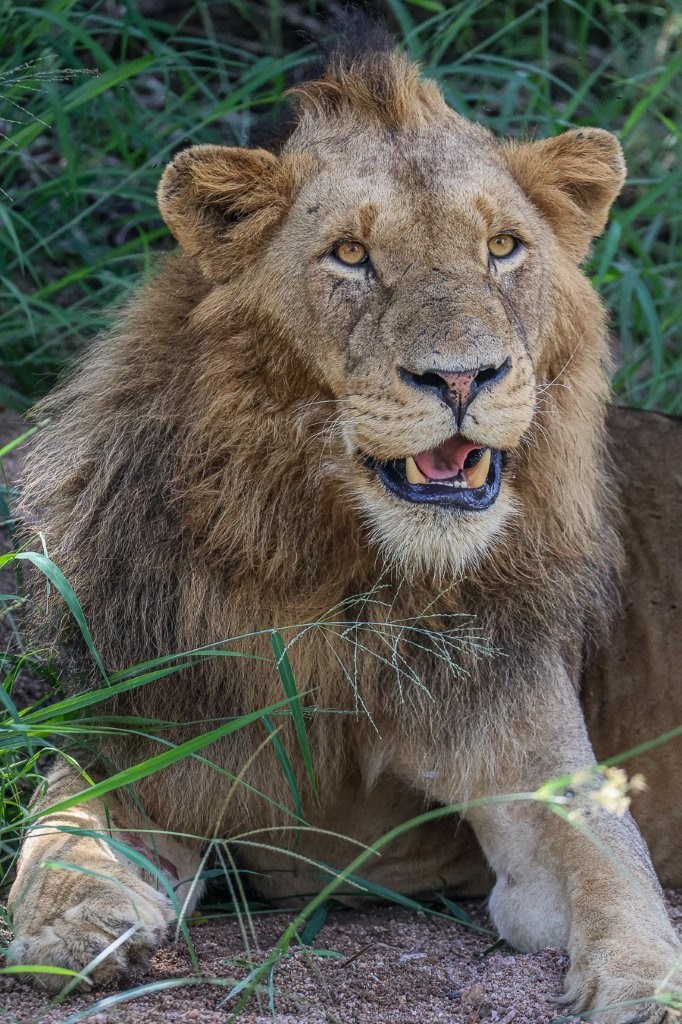 Sabi Sabi Ruan Mey Male Lion Dominant