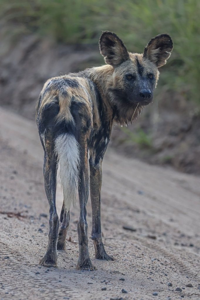 Sabi Sabi Ruan Mey Wild Dog In Road