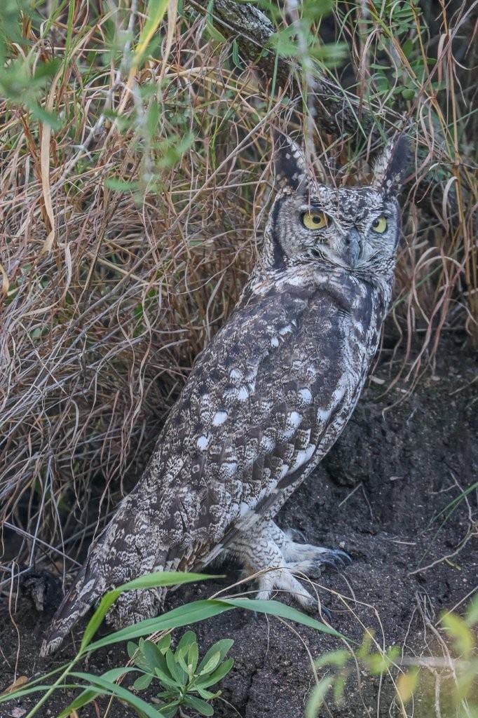 Sabi Sabi Ruan Mey Spotted Eagle Owl Camouflaged