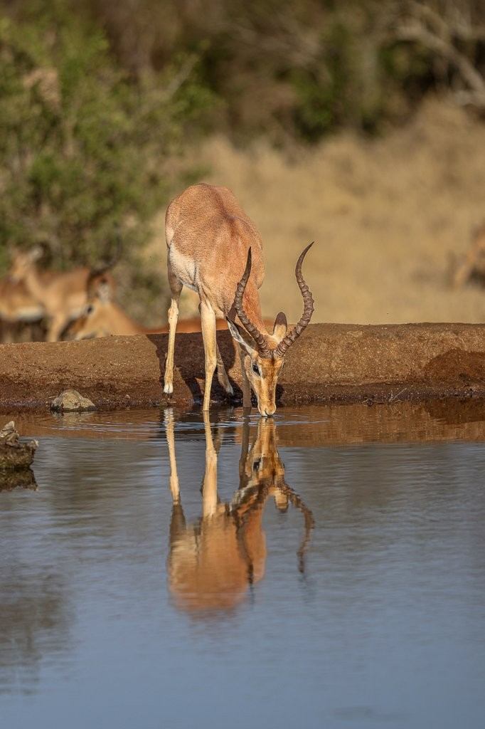 Male impala by watering hole during breeding season.