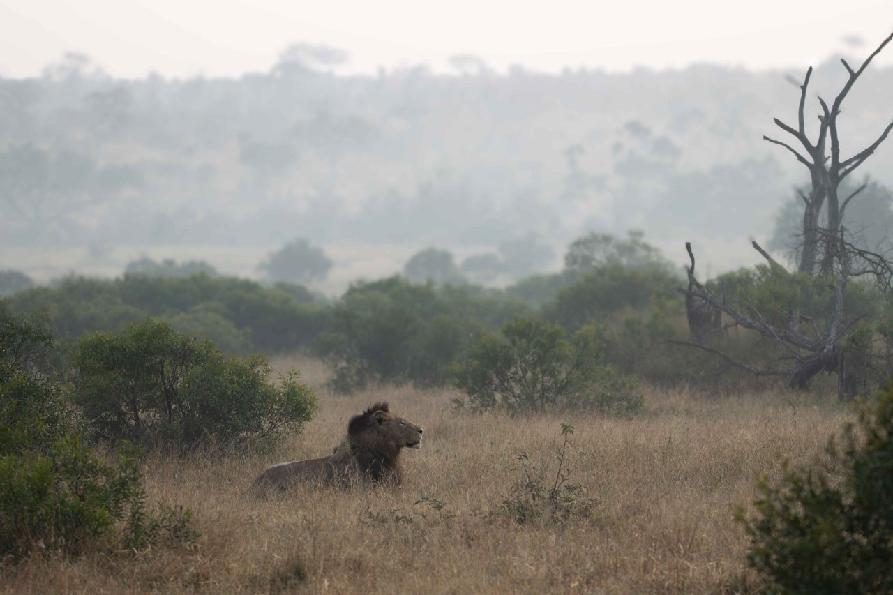 N’waswishaka male lions resting in the misty morning near Selati Camp