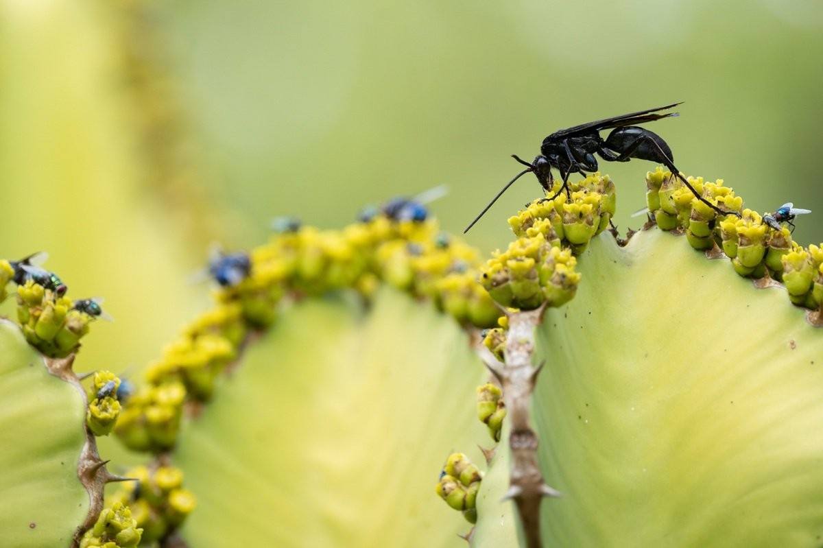 Wasp collecting nectar from Bushveld Candelabra blossoms.