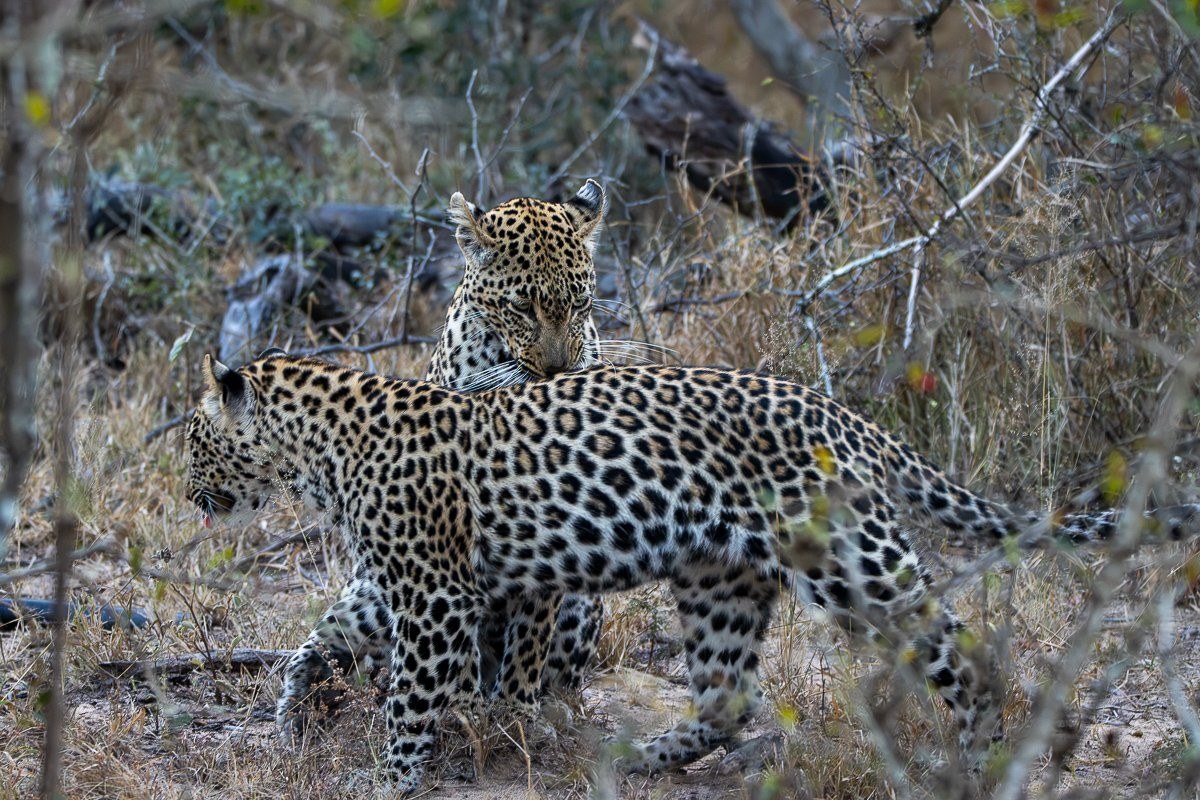 Young leopard cub practising hunting skills while playing in the grass.