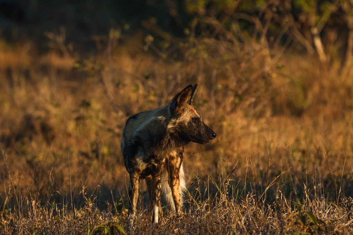 African wild dogs searching for prey while closely followed by hyenas.
