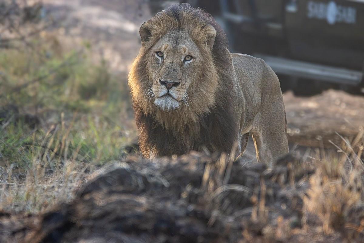 Lions patiently closing the distance on an unsuspecting buffalo herd before a hunt.