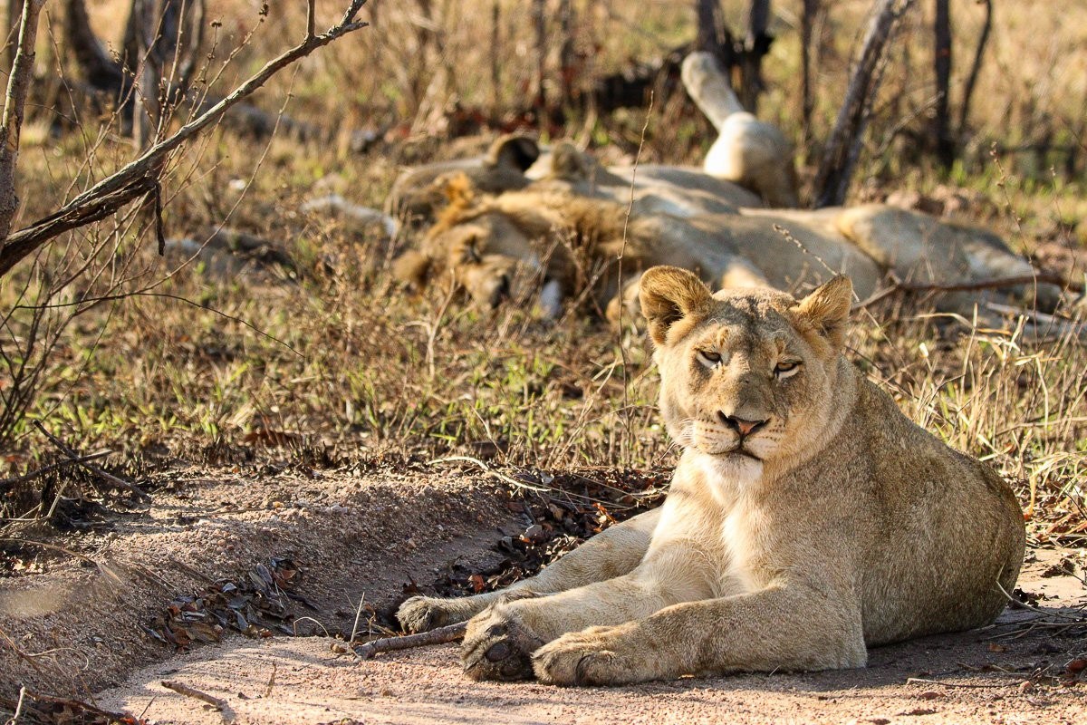 Msuthlu Pride lions resting in the shade while watching their surroundings