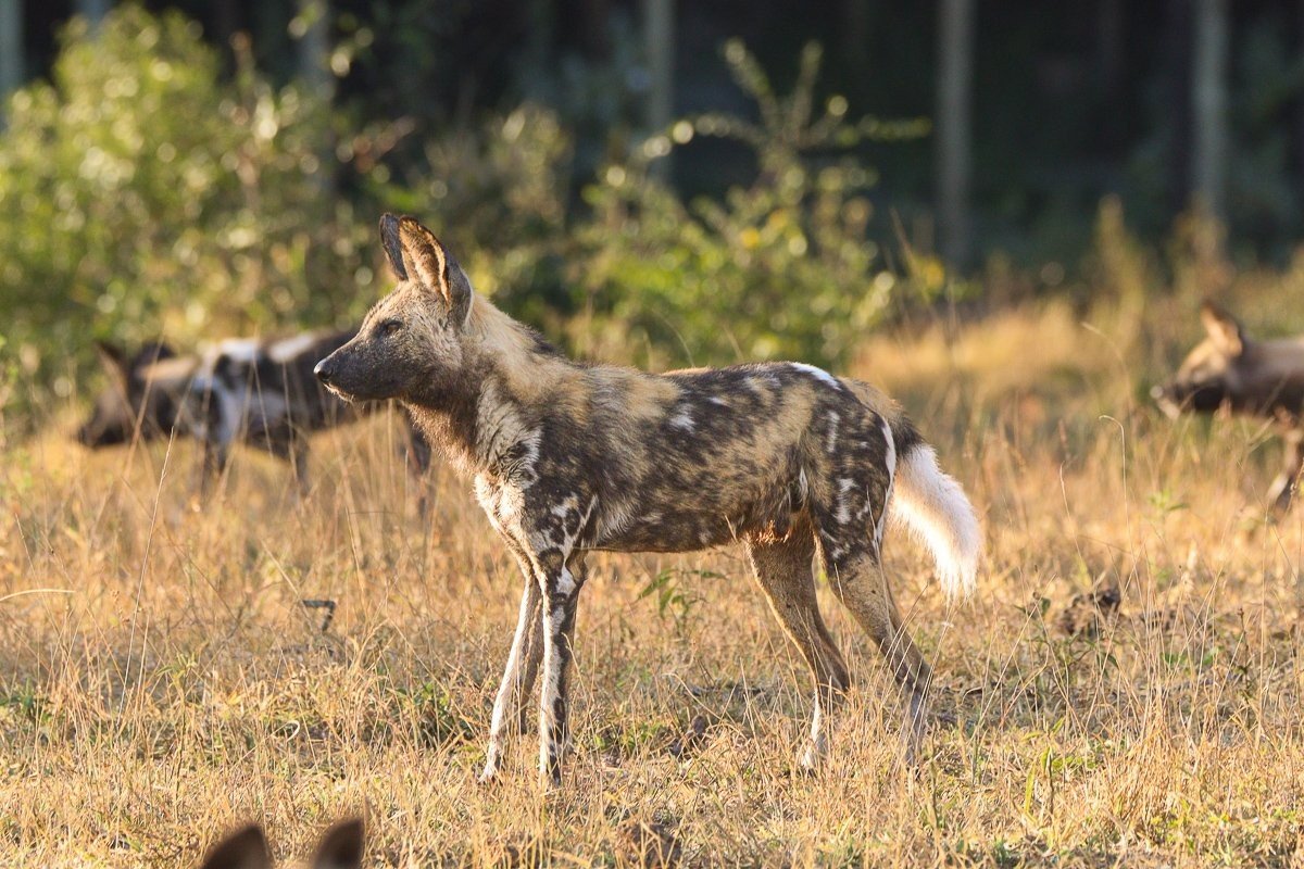 African wild dogs surrounding spotted hyenas after losing an impala kill