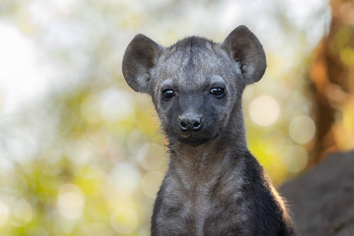 Sabi Sabi Benjamin Loon Spotted Hyena Cubs Emerging From Den