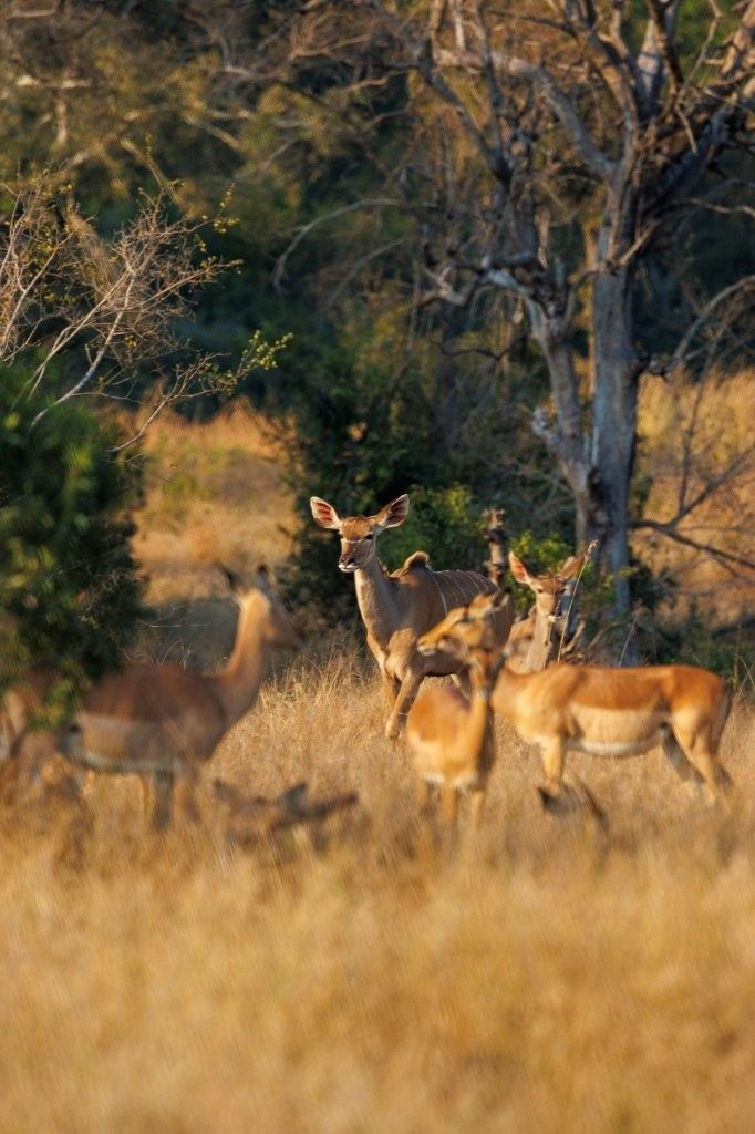 Sabi Sabi Devon Jansen Winter Impala And Kudu Herd Grazing Bushveld