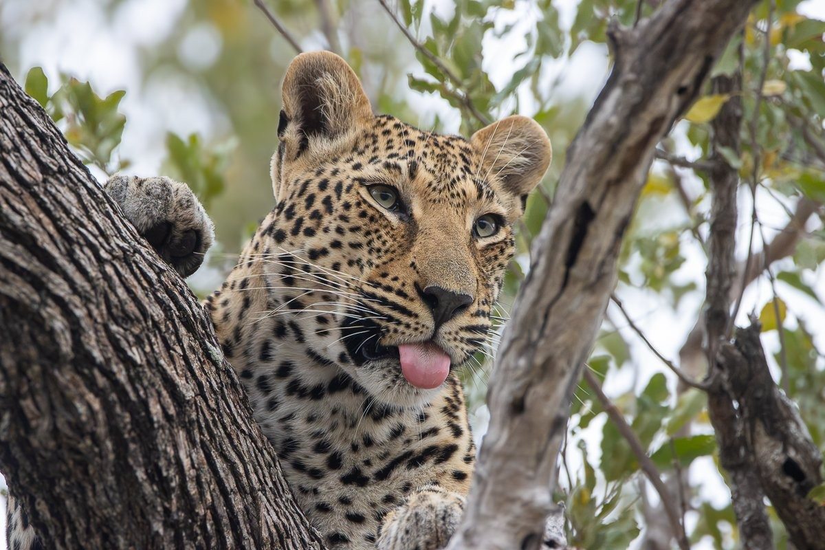 Sabi Sabi Ronald Mutero Kurhula Leopardess Grooming Beside Cub Sabi Sabi